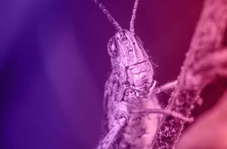 Close-up of a purple grasshopper.