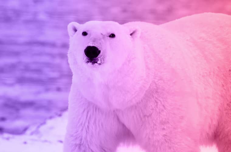 A polar bear with pink and purple fur.